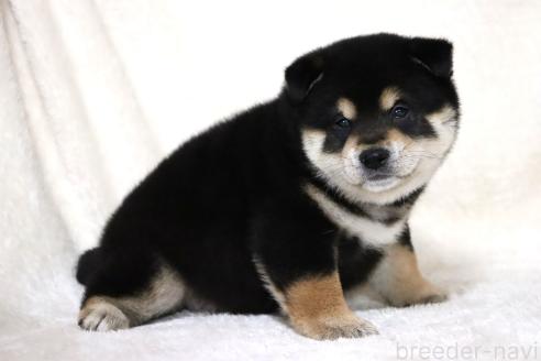 成約済の滋賀県の柴犬-376079の11枚目