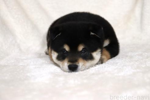 成約済の滋賀県の柴犬-376079の10枚目