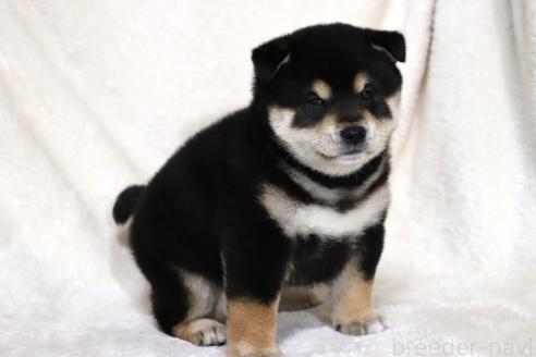 成約済の滋賀県の柴犬-376079の8枚目