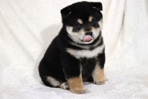 成約済の滋賀県の柴犬-376079の7枚目