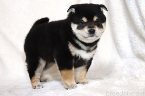 成約済の滋賀県の柴犬-376079の6枚目