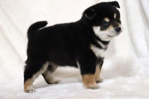 成約済の滋賀県の柴犬-376079の5枚目