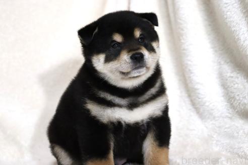 成約済の滋賀県の柴犬-376079の4枚目