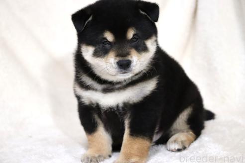 成約済の滋賀県の柴犬-376079の3枚目