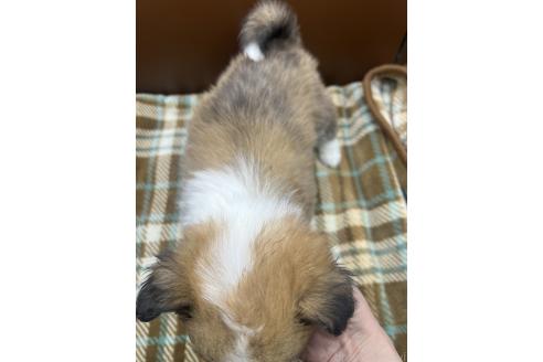 成約済の長野県のウェルシュコーギーペンブローク-377979の2枚目