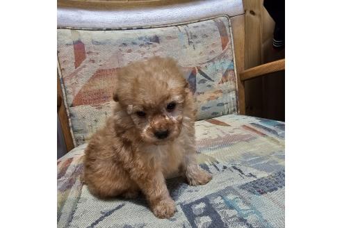 成約済の埼玉県のティーカッププードル-377981の9枚目
