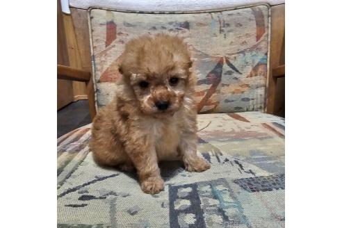 成約済の埼玉県のティーカッププードル-377981の8枚目