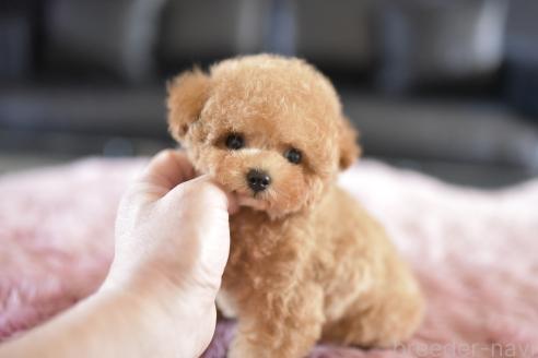 成約済の茨城県のティーカッププードル-374364の4枚目