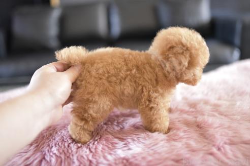 成約済の茨城県のティーカッププードル-374364の2枚目