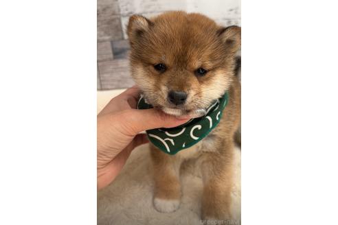 成約済の茨城県の豆柴-378008の5枚目