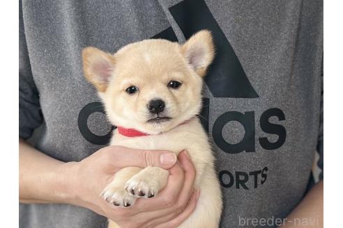 成約済の愛知県のミックス犬-372595の1枚目