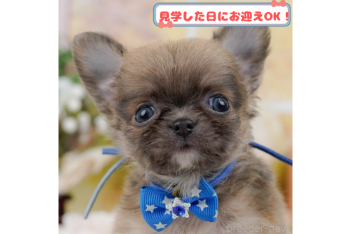 成約済の神奈川県のチワワ(ロングコート)-377922の1枚目
