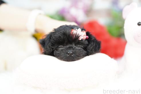 成約済の埼玉県のチワプー:チワワ×トイプードル-378017の4枚目