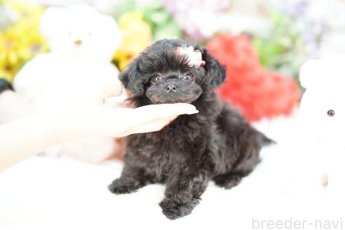 成約済の埼玉県のチワプー:チワワ×トイプードル-378017の2枚目