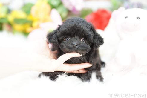 成約済の埼玉県のチワプー:チワワ×トイプードル-378017の1枚目