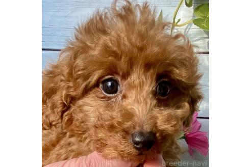成約済の茨城県のタイニープードル-378034の9枚目