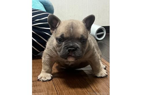 成約済の大阪府のエキゾチックブリー-373626の3枚目