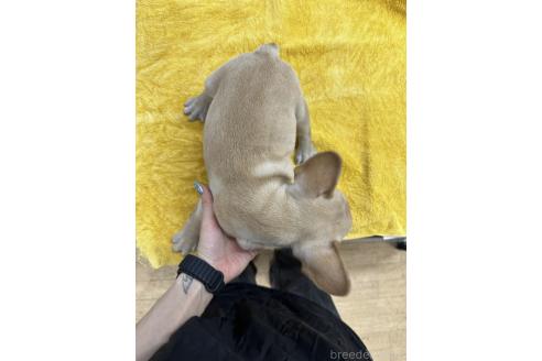 販売中の千葉県のフレンチブルドッグ-371375の3枚目