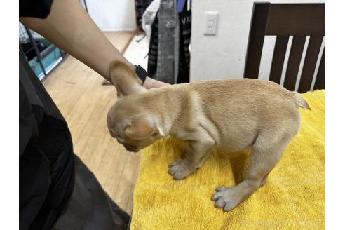 販売中の千葉県のフレンチブルドッグ-371375の2枚目