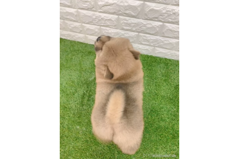 成約済の愛知県のチャウチャウ-375543の2枚目