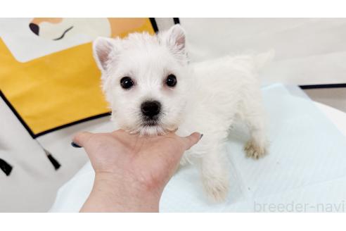 成約済の東京都のウエストハイランドホワイトテリア(ウエスティ)-374749の2枚目
