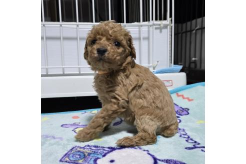 成約済の岡山県のトイプードル-374978の10枚目