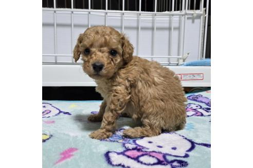 成約済の岡山県のトイプードル-374981の8枚目