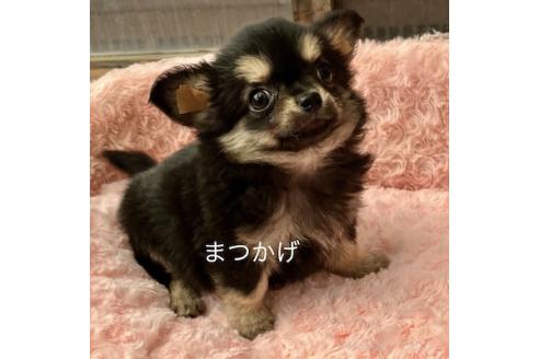 販売中の群馬県のチワワ(ロングコート)-376566