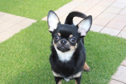 子犬