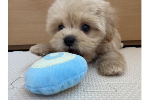成約済の東京都のミックス犬-377619の3枚目