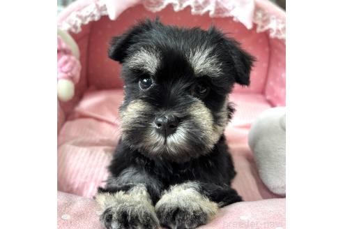 成約済の大阪府のミニチュアシュナウザー-377920の2枚目