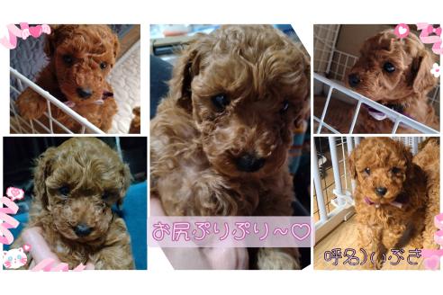 販売中の熊本県のトイプードル-378976の8枚目