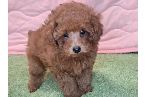 成約済の愛知県のトイプードル-368308の14枚目