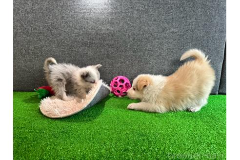 販売中の群馬県のボーダーコリー-378137の2枚目