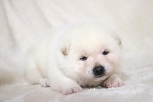 成約済の滋賀県の柴犬-378138の19枚目