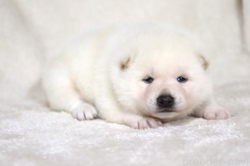 成約済の滋賀県の柴犬-378138の18枚目