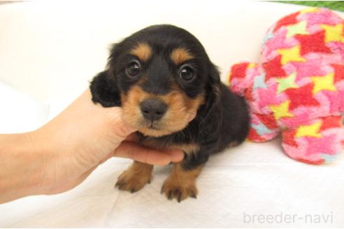 成約済の大阪府のミニチュアダックスフンド(ロングヘアード)-378136の2枚目