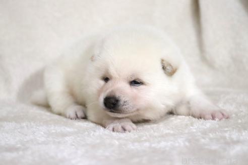 成約済の滋賀県の柴犬-378138の17枚目