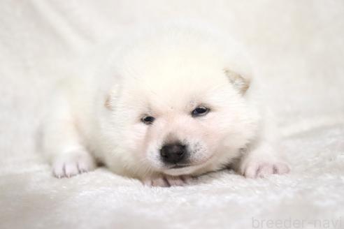 成約済の滋賀県の柴犬-378138の16枚目