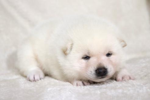 成約済の滋賀県の柴犬-378138の15枚目