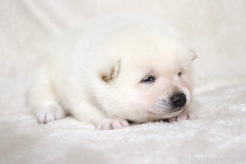 成約済の滋賀県の柴犬-378138の14枚目