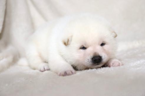 成約済の滋賀県の柴犬-378138の12枚目