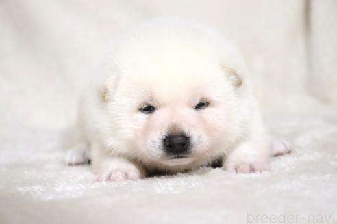 成約済の滋賀県の柴犬-378138の11枚目
