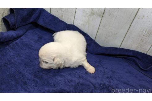 成約済の熊本県のペキニーズ-376284の12枚目