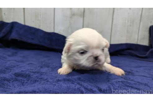 成約済の熊本県のペキニーズ-376283の11枚目