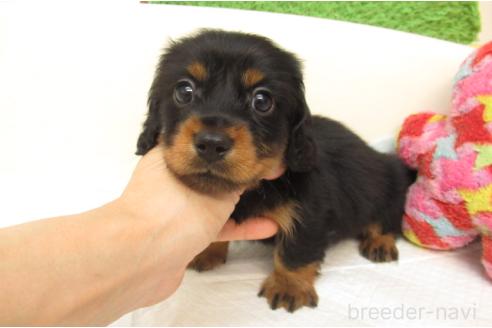 成約済の大阪府のミニチュアダックスフンド(ロングヘアード)-378141