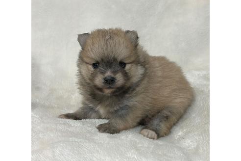 成約済の山口県のポメラニアン-378151の7枚目