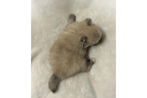 成約済の山口県のポメラニアン-378151の5枚目
