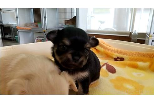 成約済の愛知県のチワワ(ロングコート)-375720の3枚目