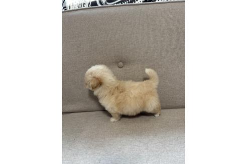 成約済の福岡県のマルプー:マルチーズ×トイプードル-378175の3枚目